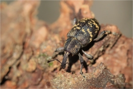 <p>KLIKOROH BOROVÝ (Hylobius abietis) Šluknovsko --- /large pine weevil - Fichtenrüsselkäfer/</p>